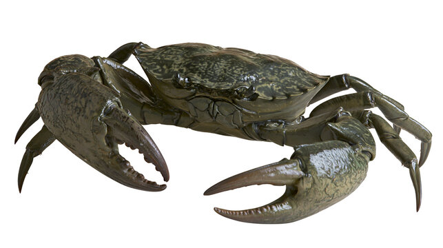 Dark green mud crab with large sharp claws and textured shell