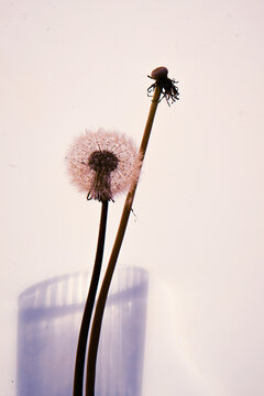 pissenlit  , plante &agrave; tige creuse , aigrettes , ak&egrave;ne , parachute blanc ,plante vivace   ombre et lumi&egrave;re , vision , nature morte au pissenlit , vase , ombre , nature  sauvage , 