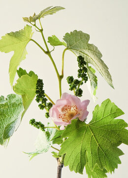 vine leaves  , vine bloom , efflorescence , vine blooming , fragrance , rose , flower, springtime in the vineyard , hope , fragility , 