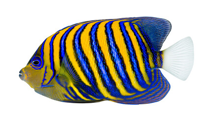 Blue and yellow striped angelfish with white tail fin © Anouk