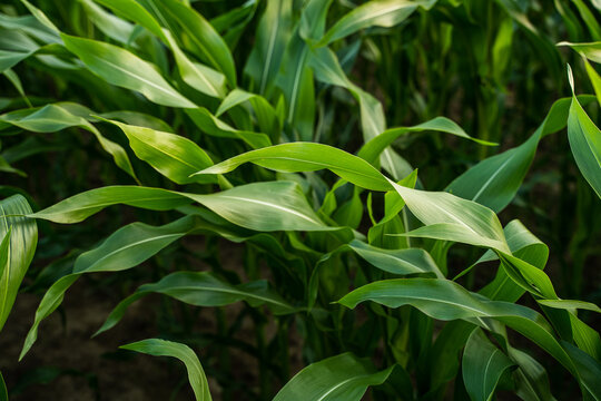 Young corn plants growing in field, vibrant green maize foliage showing agricultural growth and healthy crop production