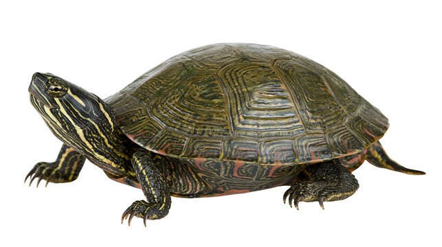 Painted turtle with patterned olive green shell and yellow striped skin