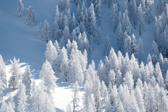 Aerial view of Pine Trees in a snow covered valley, Zauchensee, Salzburg, Austria