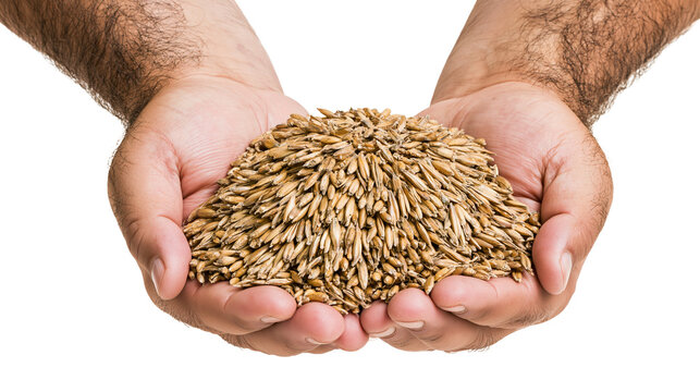 Cupped hands holding a large pile of raw organic barley grains