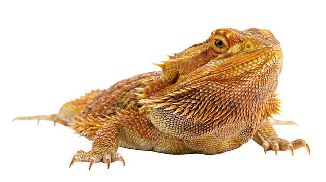 Orange and yellow bearded dragon lizard with spiky scales and textured skin