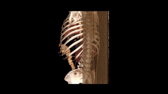 Detailed 3D Torso and Abdominal Organs Medical Scan