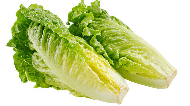 Fresh crisp green romaine lettuce heads with textured leaves
