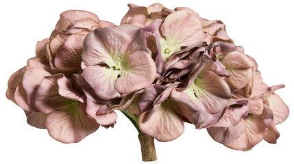 Dusty pink hydrangea flower head with delicate petals and woody stem © Tibor