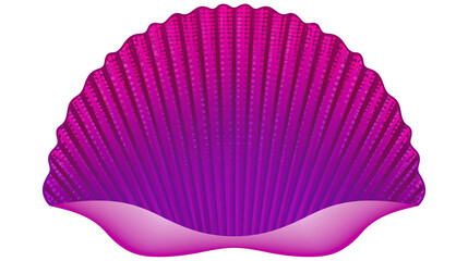 Vibrant magenta scallop seashell with ribbed texture and fan shape © Tibor