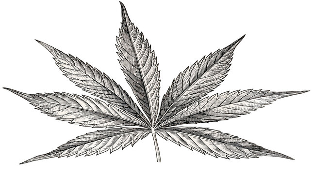 Detailed hand drawn ink sketch of a seven point cannabis sativa leaf