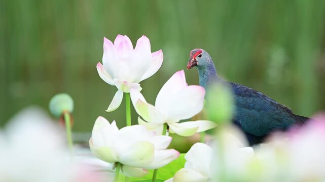 A breathtaking field of white lotus flowers blooms beautifully across a vibrant green wetland, while a wild purple swamphen is visible navigating the lily pads in the background.