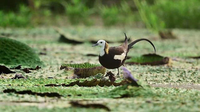 Crisp and brilliantly colored, this outdoor media asset documents the unique spatial dynamics of multiple wading bird species active in a pristine swamp habitat.