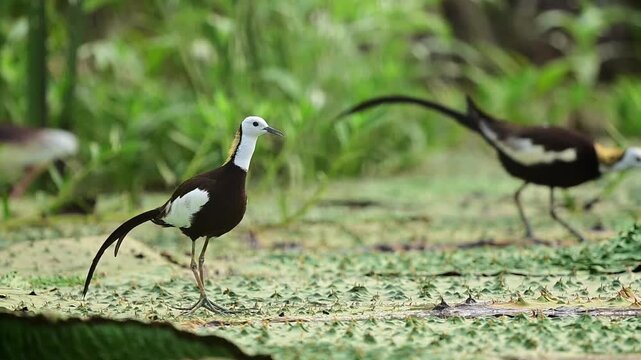 Two beautiful wild Pheasant-tailed Jacanas traverse a thick carpet of green duckweed together, showcasing their elegant summer breeding plumage.