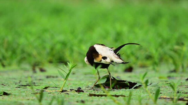 A stunning wildlife photograph captures a distinctive pheasant-tailed jacana in its striking breeding plumage, preening its feathers on a carpet of green floating vegetation.