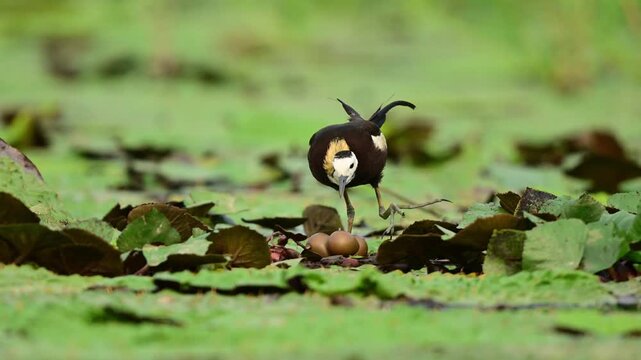A stunning wildlife video clip captures a pheasant-tailed jacana cautiously walking across floating vegetation before gently settling onto its nest to incubate its eggs.