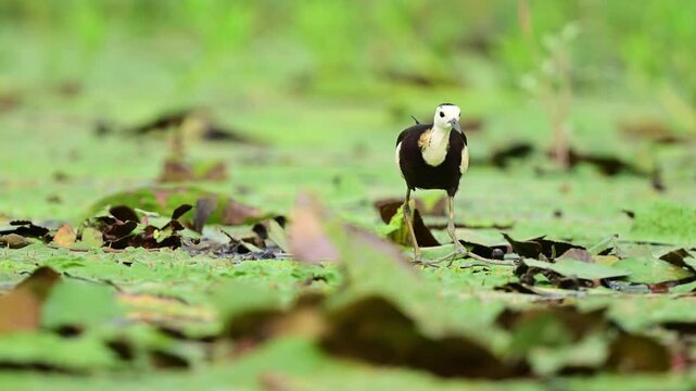 Every detail, from the massive slender toes stepping on pond vegetation to the bird's focused profile, is beautifully rendered in this pristine nature clip.