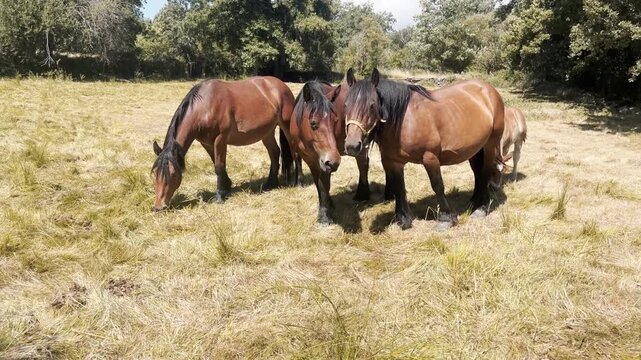 Caballos de tiro Hispano-Bret&oacute;n y potrillo pastando en un prado soleado.