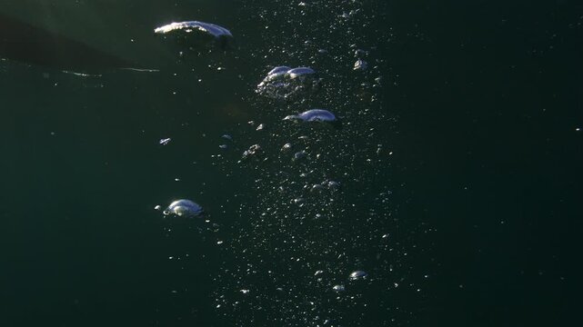 Air bubbles rise through dark green water, catching light beneath the underwater surface, shimmering mystical backdrop