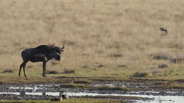 4K 30p (29.97 fps) footage of a blue wildebeest, common wildebeest or brindled gnu(Connochaetes taurinus) at the edge of a waterhole. Mokala National Park near Kimberley. Northern Cape. South Africa.