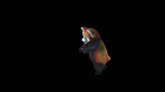 Cute 3D animated red panda dancing rumba with alpha channel. Cartoon animal character isolated for compositing, motion graphics, video editing, and digital content creation.