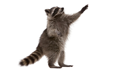 Standing fluffy raccoon reaching up with one paw © Uxia