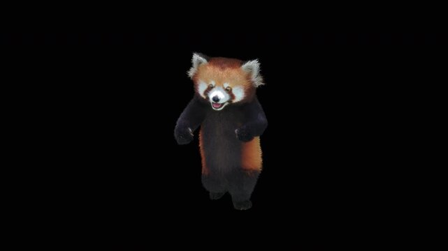 Cute 3D animated red panda dancing rumba with alpha channel. Cartoon animal character isolated for compositing, motion graphics, video editing, and digital content creation.