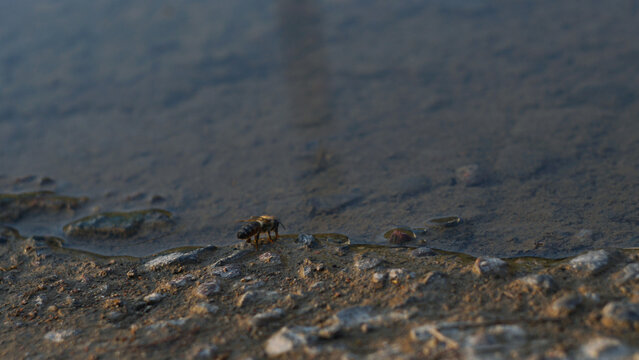 Honey bee drinking water at the edge of a puddle outdoors