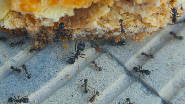 Extreme macro shot of black ants gathering food from a sweet pastry