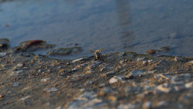 Honey bee drinking water at the edge of a puddle outdoors