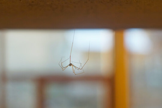 Long-legged cellar spider hanging upside down in its web indoors