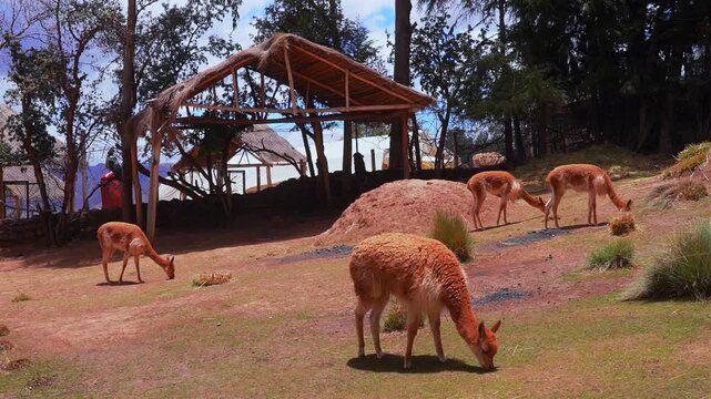Alpaca llamas wildlife animals feeding Inca wool City of Cuzco Cusco Awana Kancha Peru cityscape landscape rainy season sunny morning blue sky Peruvian Andes Anta Province Plaza de Armas Saqsaywaman