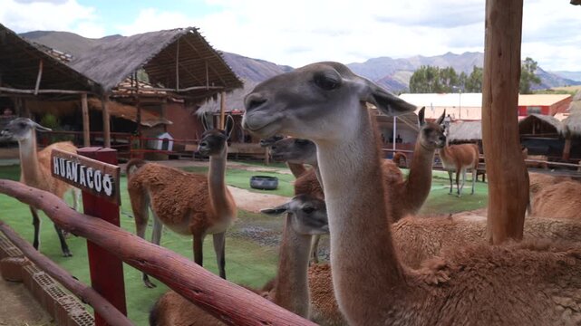 Close up Alpaca llamas wildlife animals feeding Inca wool City of Cuzco Cusco Awana Kancha Peru cityscape landscape rainy season sunny morning Peruvian Andes Anta Province Plaza de Armas Saqsaywaman