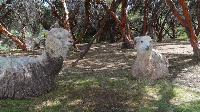 Peruvian Alpaca llamas wildlife animals under tree for shade Saqsaywaman Inca Temple City of Cuzco Cusco Awana Kancha Peru rainy season sunny morning Peruvian Andes Anta Province Plaza de Armas