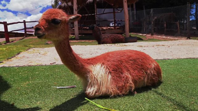 Awana Kacha Close up Alpaca llamas wildlife animals feeding Inca wool City of Cuzco Cusco Peru Saqsaywaman temple landscape rainy season sunny morning Peruvian Andes Anta Province Plaza de Armas farm