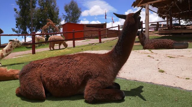 Alpaca llamas wildlife Awana Kacha animals feeding looking Inca wool City of Cuzco Cusco Peru Saqsaywaman temple landscape rainy season sunny morning Peruvian Andes Anta Province Plaza de Armas farm