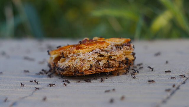 Swarm of black ants eating a piece of sweet baklava pastry outdoors