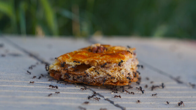 Swarm of black ants eating a piece of sweet baklava pastry outdoors