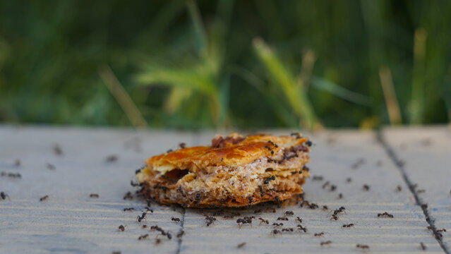 Swarm of black ants eating a piece of sweet baklava pastry outdoors
