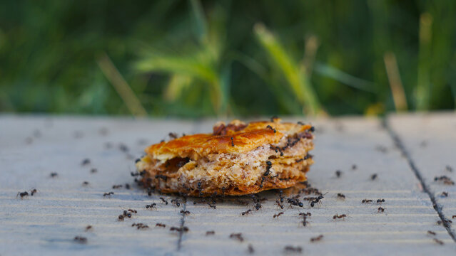 Swarm of black ants eating a piece of sweet baklava pastry outdoors
