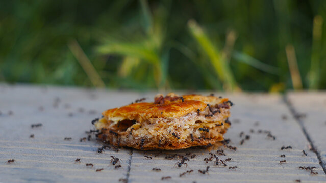 Swarm of black ants eating a piece of sweet baklava pastry outdoors