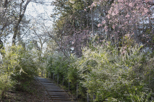 日本：大観山のさくら山公園／雪柳が咲く小径／埼玉県越生（おごせ）町・4月