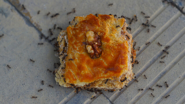 Top view of black ants swarming a sweet baklava pastry with walnut