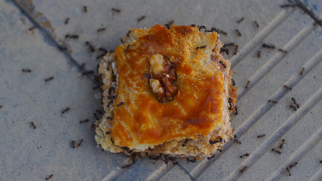 Top view of black ants swarming a sweet baklava pastry with walnut