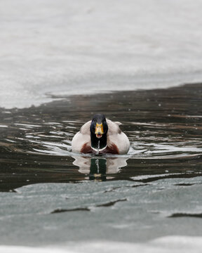 Canards