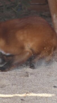 A tiny fox is cozying up under a table, looking for warmth and protection