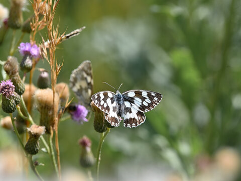 Falter, Schmetterling, Melanargia galathea
