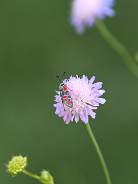 Esparsetten Widderchen