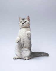 Fototapeta premium cat standing on grey background