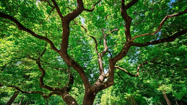 Low angle view of lush green tree canopy with intricate branches and vibrant foliage.