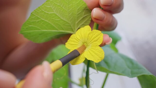 Hand Pollinating a Yellow Melon Flower with a Brush, Close View of Vine Leaves Supporting Home Gardening and Plant Care
